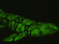 a green biofluorescent chain catshark