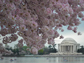 cherry blossoms in DC's tidal basin