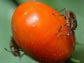 bugs attack a chili plant
