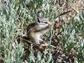 an alpine chipmunk