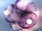 cichlid embryo