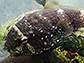 News thumbnail of clingfish
