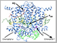 a model of the clorophyll f synthase enzyme