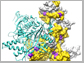 image shows hotspots on the enzyme GlyRS