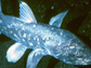present-day coelacanth
