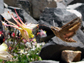 a hawkmoth on a columbine flower