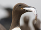 Common Murre eating an anchovy