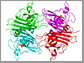 copper, zinc superoxide dismutase