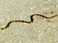 a coral snake