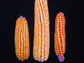 photo showing three maize