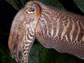the cuttlefish, known as the chameleon of the sea