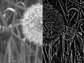 dandelions rectified into bright/dark contrasts