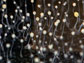 social amoeba Dictyostelium discoideum