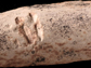 tooth marks in the rib bone of a dinosaur