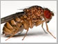 a drosophila