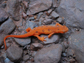 Eastern red-spotted newt