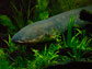 an eel