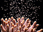 coral releasing egg/sperm bundles