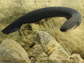 an electric eel