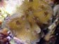 Caribbean Elkhorn Coral