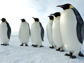 emperor penguins