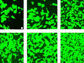 News thumbnail of endothelial cell samplings