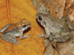 male, left, and female fanged frogs