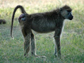 Noodle, a female baboon from Kenya