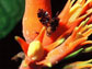 a female fly with a male inflorescence of a plant