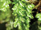 an epiphytic fern