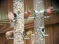 house finches at bird feeders