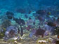 close-up of fish grazing on coral reefs