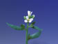 arabidopsis flower