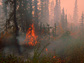 a forest fire