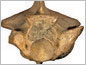 closeup of fossil bone structure