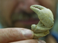 a land crab fossil claw