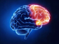 a brains frontal lobe