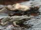 images of frogs