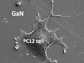 microscope image of cell growth on GaN