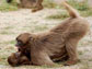 an adult Gelada monkey plays with a juvenile
