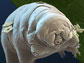 glass tardigrade