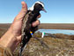 American golden plover