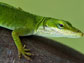 a green anole lizard