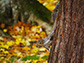 a grey squirrel cooming down a tree