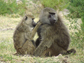 baboons take turns grooming each other