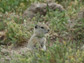 Belding's ground squirrel