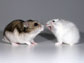 a female hamster displays aggressive behavior