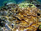 abundant corals in a shallow Hawaiian lagoon