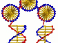 triple helix molecules with 3 DNA double helices