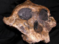 skull of Paranthropus boisei